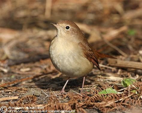 死 鳥|サヨナキドリ (さよなきどり)とは【ピクシブ百科事典】